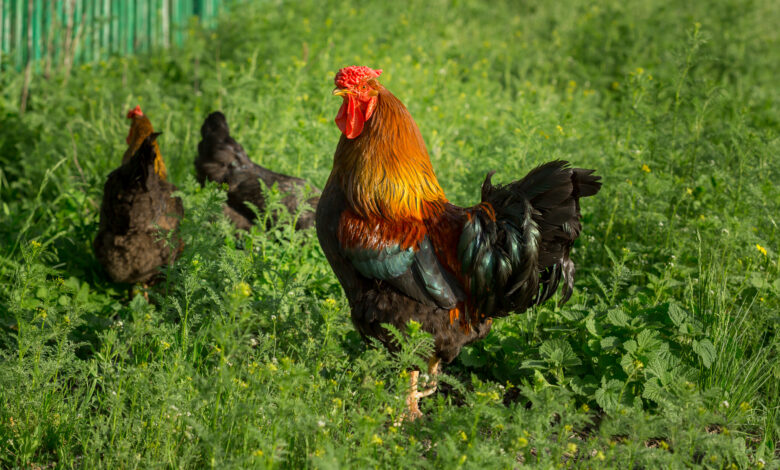 5 boas praticas para criacao de galinha caipira faca o manejo correto