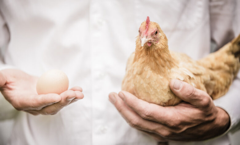 5 racas de galinha poedeira para investir na producao de ovos