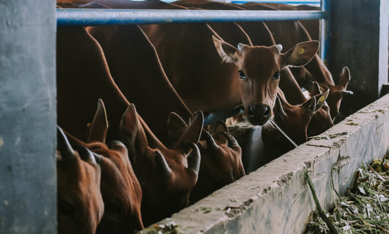 8 racas de gado de corte produzidas no Brasil conheca todas elas