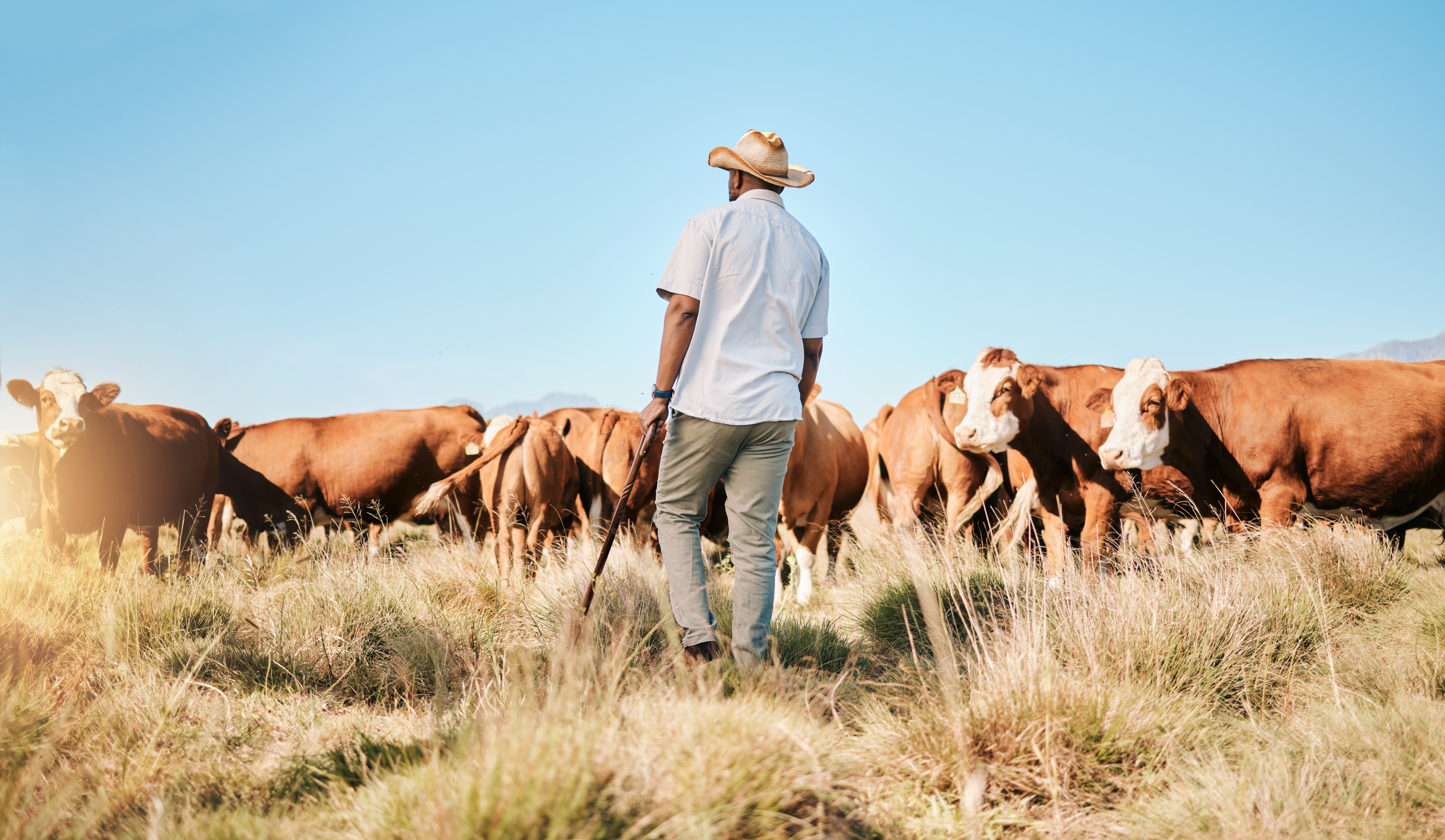 Como fazer o manejo de gado de corte 5 dicas de boas praticas com os bovinos