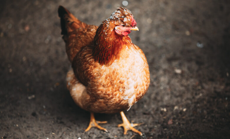 Criacao de galinha poedeira 7 dicas que ajudam no manejo