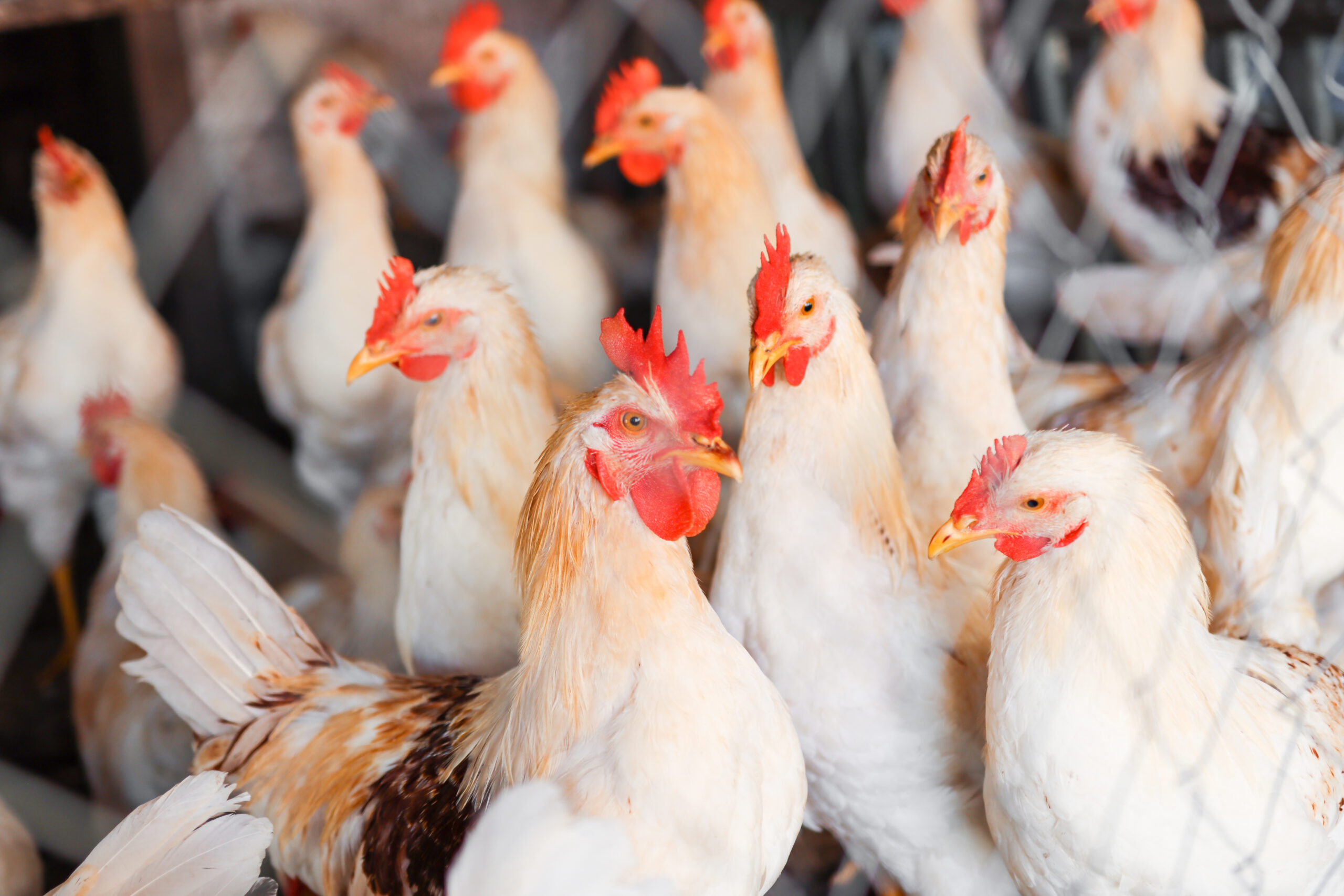 Os bicos das galinhas sao cortados Entenda os metodos de debicagem scaled