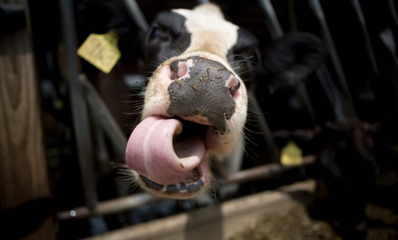 Racas de gado leiteiro conheca as 5 vacas leiteiras mais comuns no Brasil