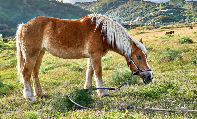 5 motivos que fazem desta raca de cavalo a mais cara do mundo