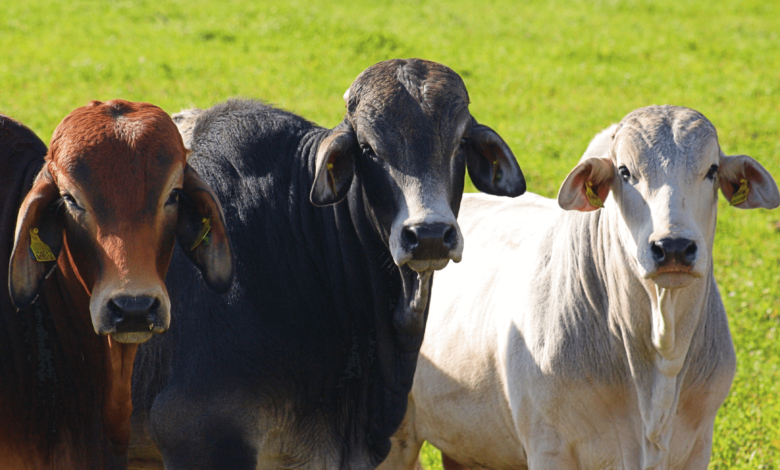 6 cuidados com o gado Brahman para ter qualidade na producao