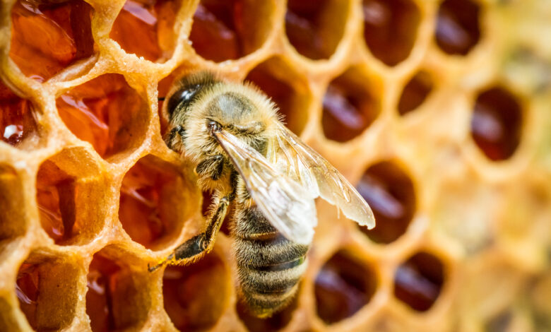 Antibiotico poderoso mel de abelha Jatai tem varios beneficios saiba quais sao