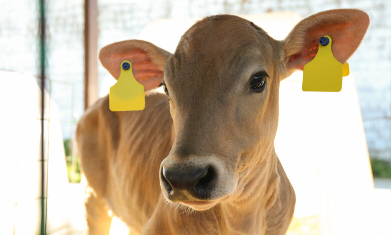 Como aplicar brinco em bovinos passo a passo e cuidados
