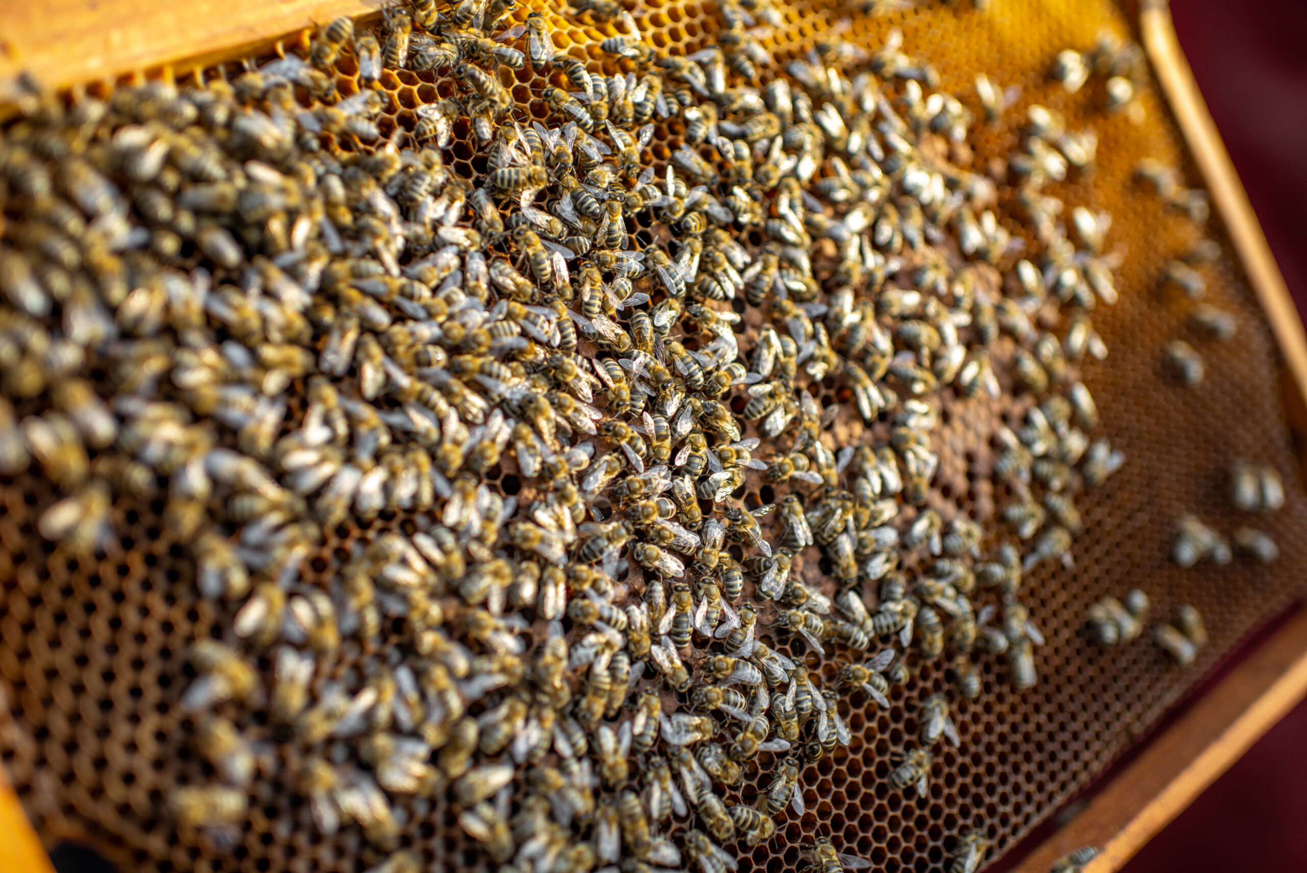 Como cultivar abelhas Jatai Tem como criar em casa scaled