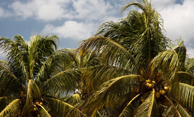 Embrapa lanca app que identifica pragas em coqueiros conheca o SANICOCO