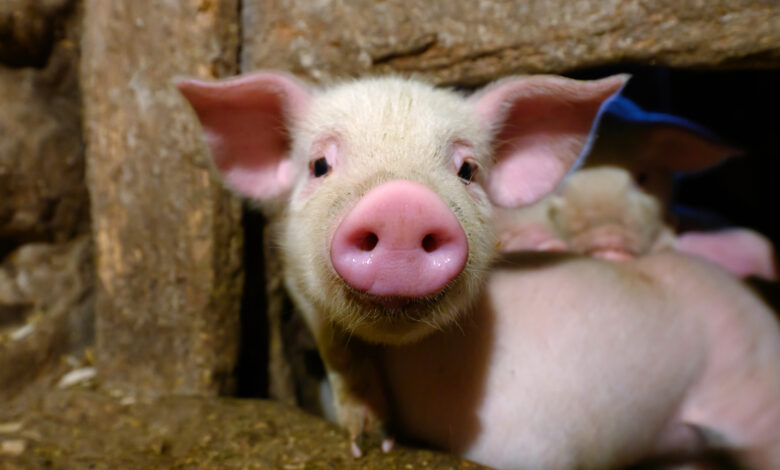 5 dicas para comecar a criacao de porcos caipiras raca manejo alimentacao e mais