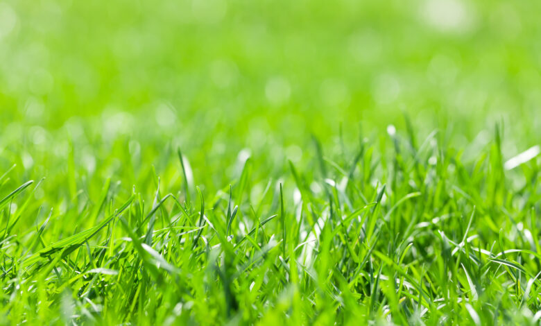 Adubo para grama 6 segredos para ter um gramado verde e bonito