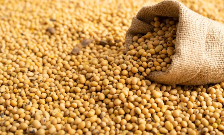 Brasil exporta 100 milhoes de toneladas de soja em 2023 China Espanha e Tailandia dominam