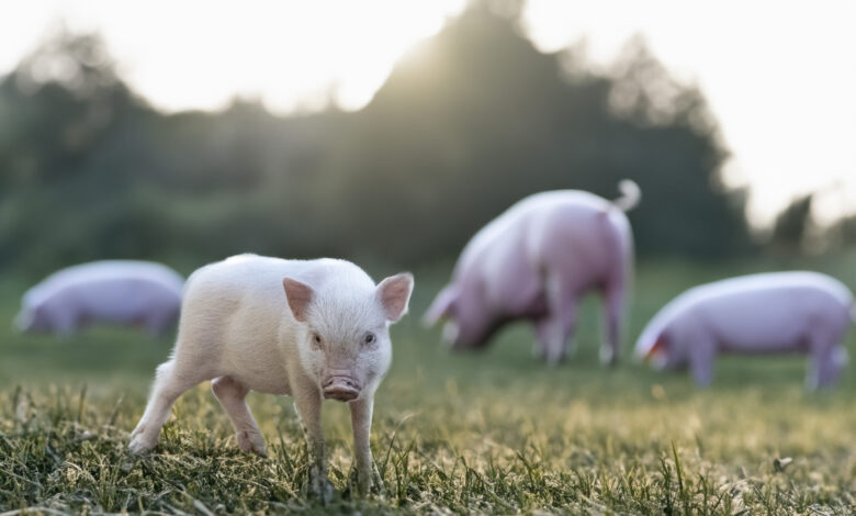 Criacao de porcos o que e a suinocultura Qual a sua importancia