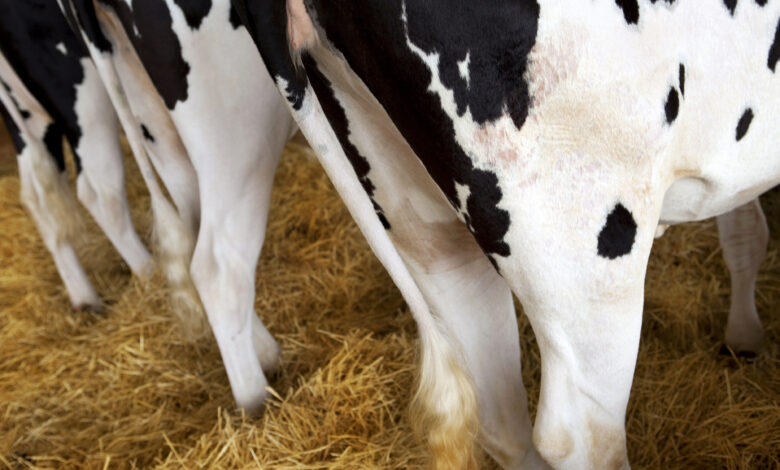 Crise extensa no setor leiteiro afasta pequenos produtores larga escala ganha forca