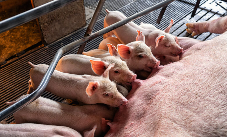 Manejo de porcos 5 dicas sobre alimentacao criacao e desenvolvimento de suinos