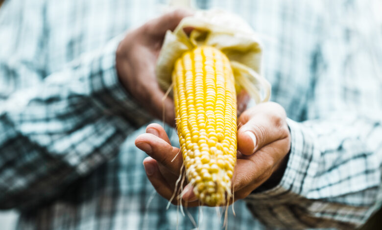 Preco do milho segue em baixa mercado nao sinaliza reacao
