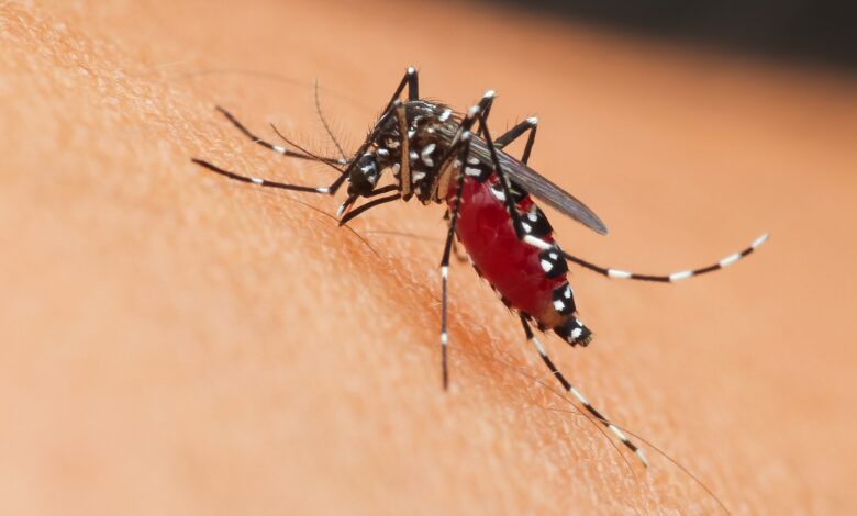 3 especies de mosquitos mais comuns no Brasil aprenda como identificar