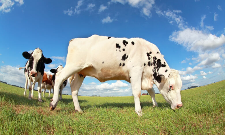 5 segredos do manejo de gado holandes como criar Vaca Holandesa do jeito certo