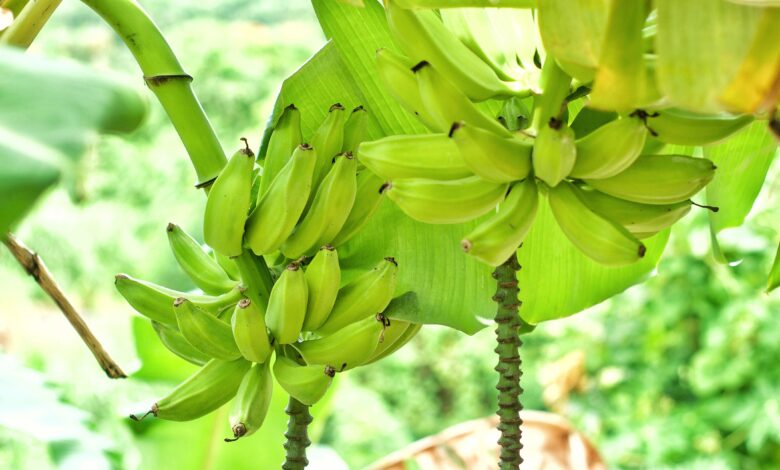 Adubo para banana como fazer a adubacao para ter uma producao de qualidade