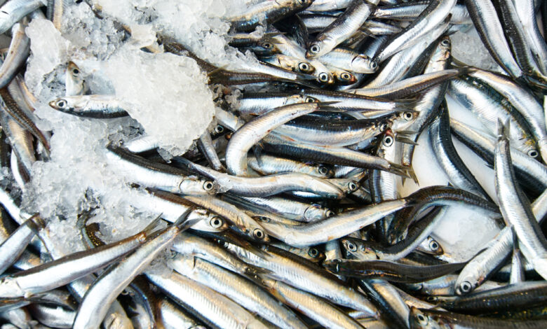 Cenario duplo na exportacao de peixes em 2023 mais valor e menos quantidade