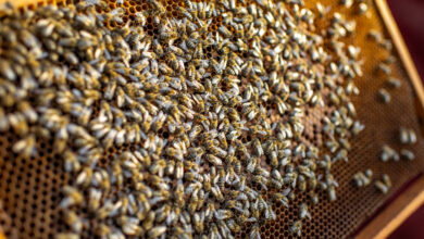 Como criar abelha mandacaia 5 dicas para quem esta comecando