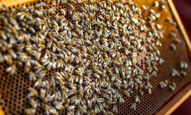Como criar abelha mandacaia 5 dicas para quem esta comecando