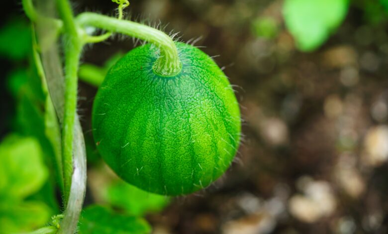 Como plantar melancia como fazer o preparo plantio e cultivo Passo a Passo