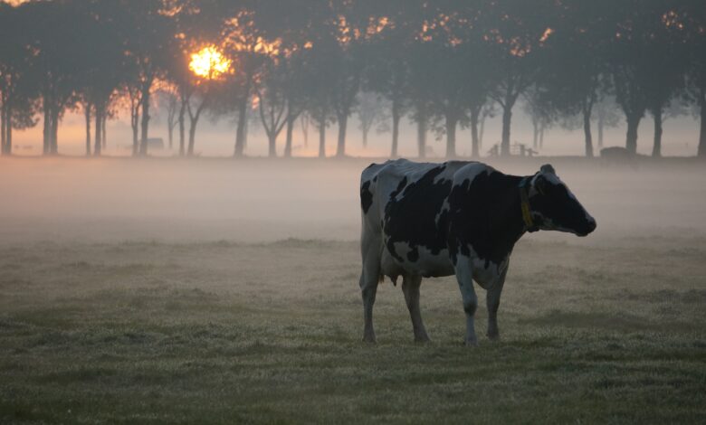 Mais de 100 litros de leite por dia 5 dicas para aumentar a producao da vaca Holandesa 1