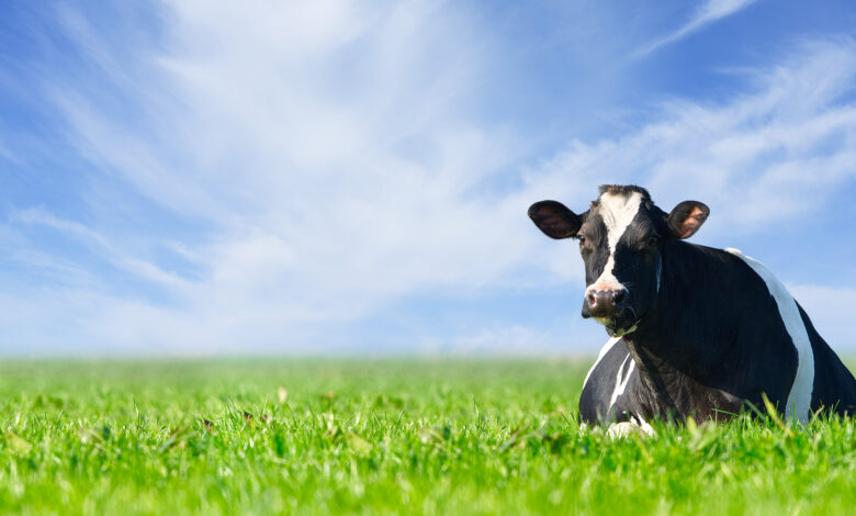 Populares e produtivas o que sao as vacas holandesas Quais as caracteristicas