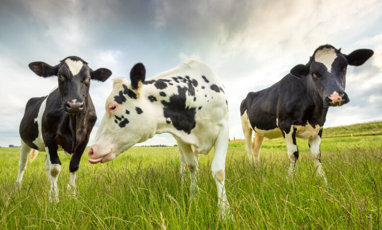 Vacas com alto valor de mercado quanto custa uma Vaca Holandesa
