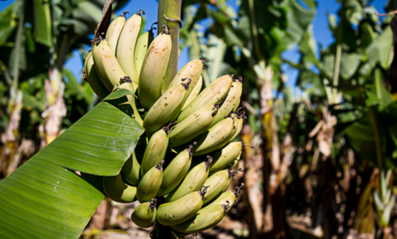 maior produtor de banana do mundo