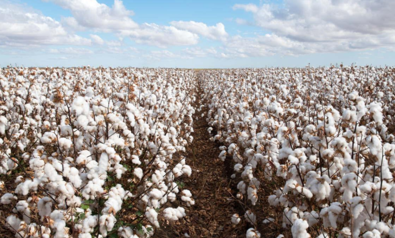 maior produtor de algodão do mundo