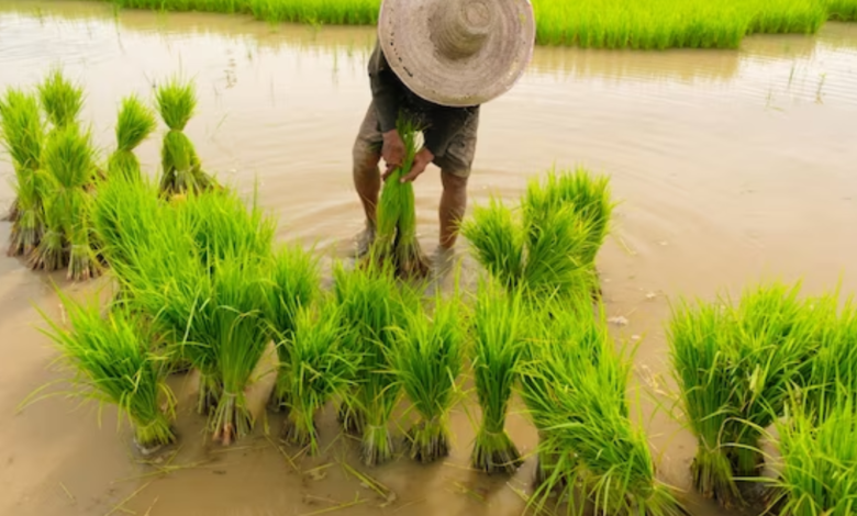 maior produtor de arroz do mundo