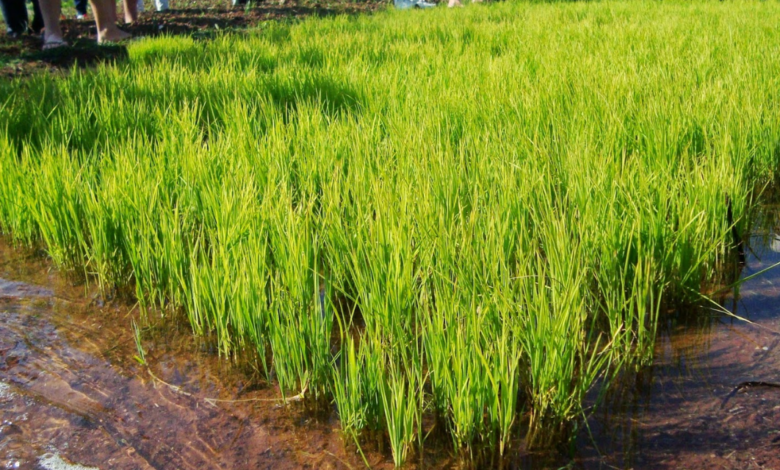 maior produtor de arroz do Brasil