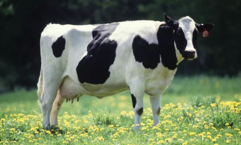 O que faz a vaca perde a cria